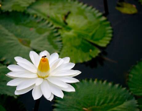 Image of Egyptian white water-lily