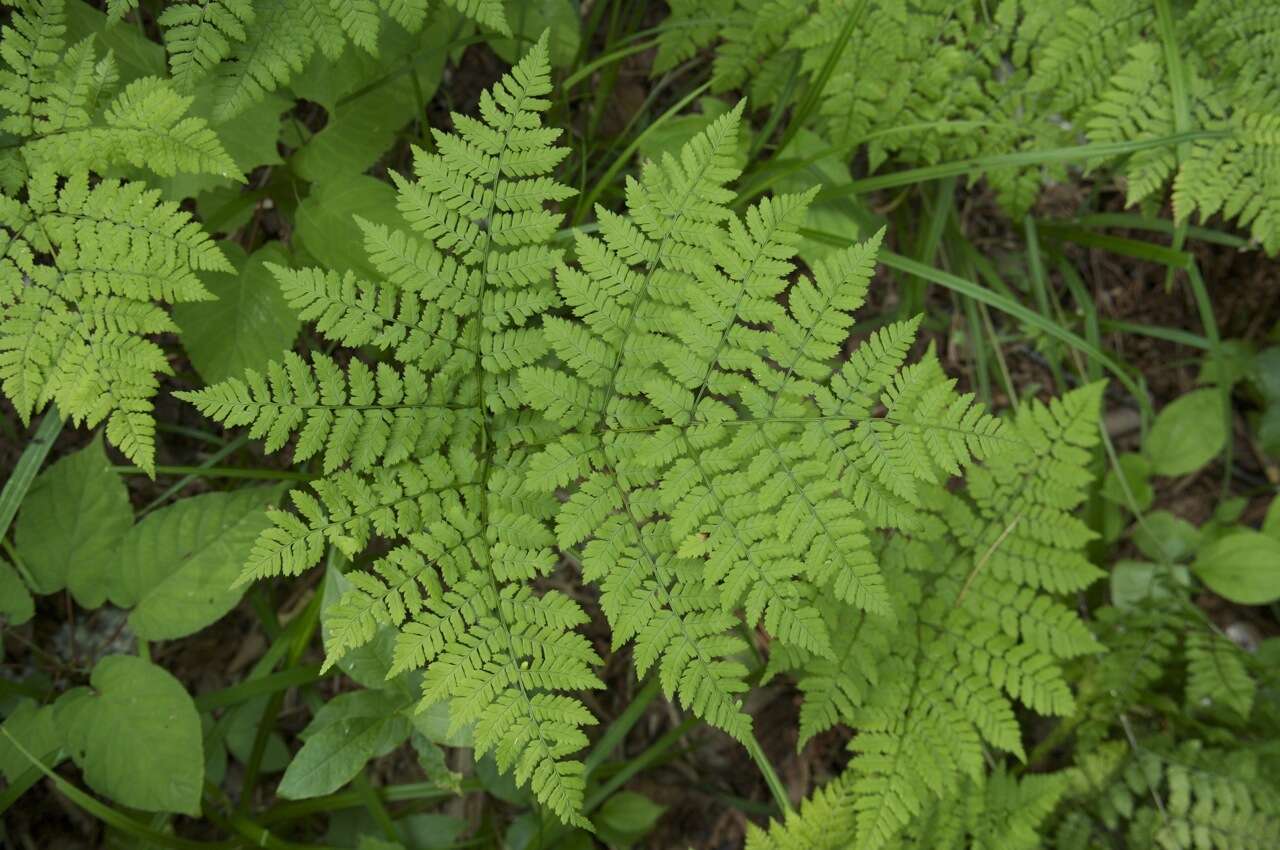 Image of Dryopteris amurensis (Milde) Christ