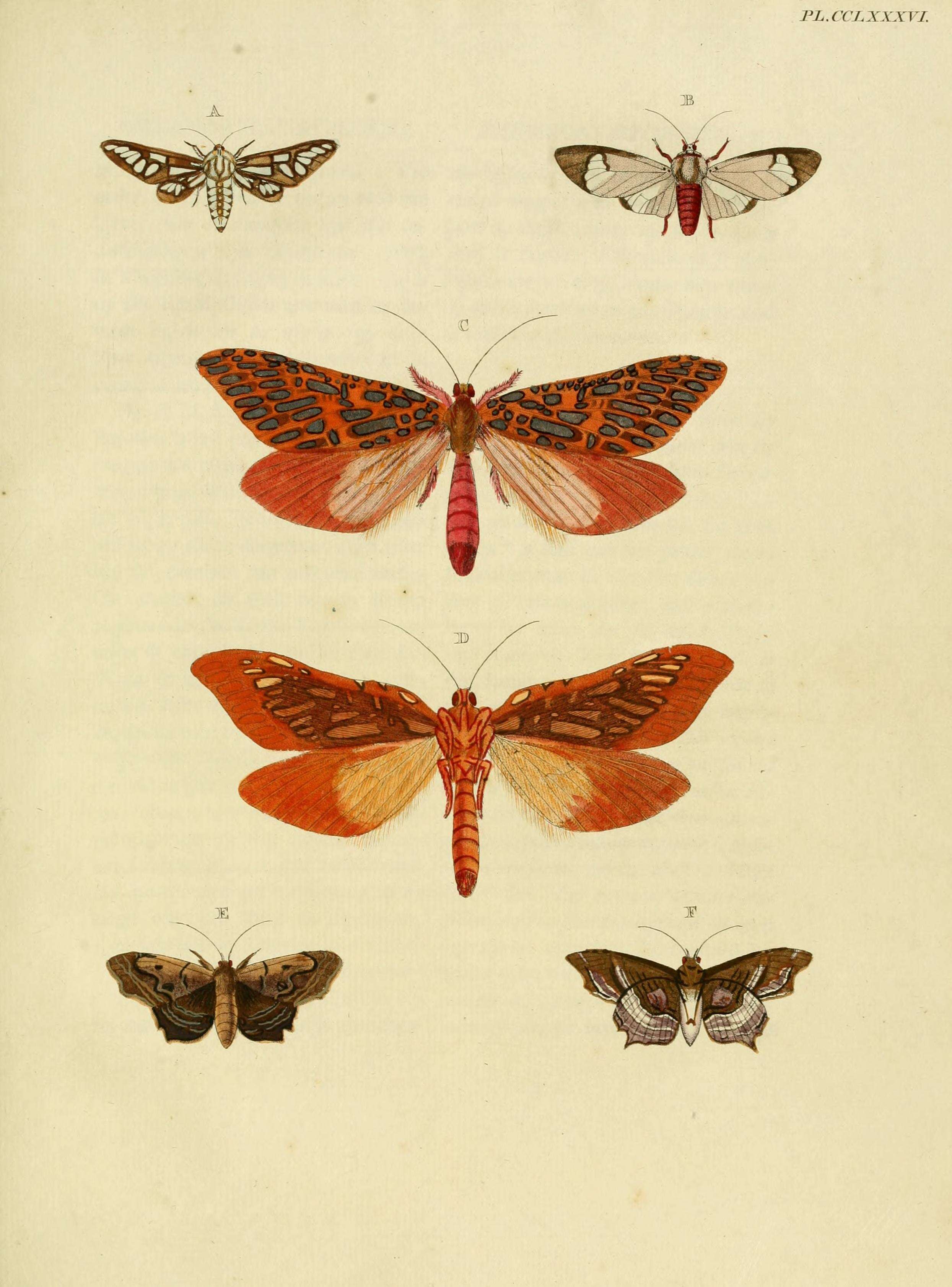 Image of Thyretes hippotes Cramer 1780