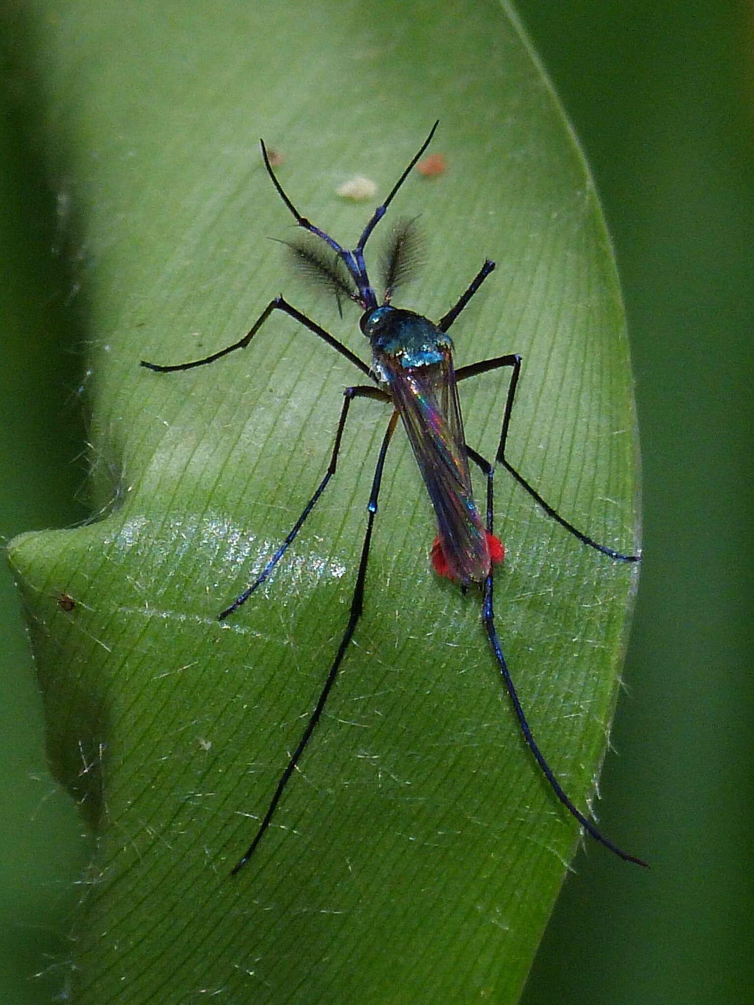 Plancia ëd Toxorhynchites haemorrhoidalis (Fabricius 1787)