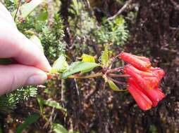 Image of Bomarea acutifolia (Link & Otto) Herb.