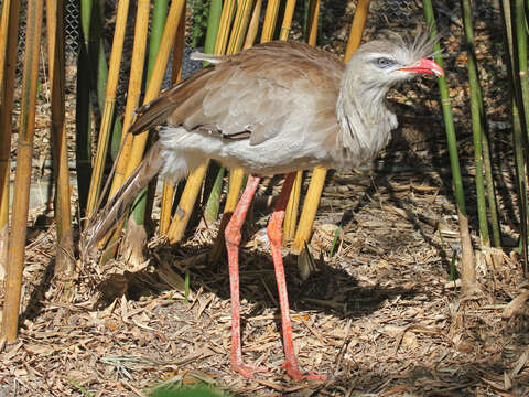 Image of Cariama Brisson 1760