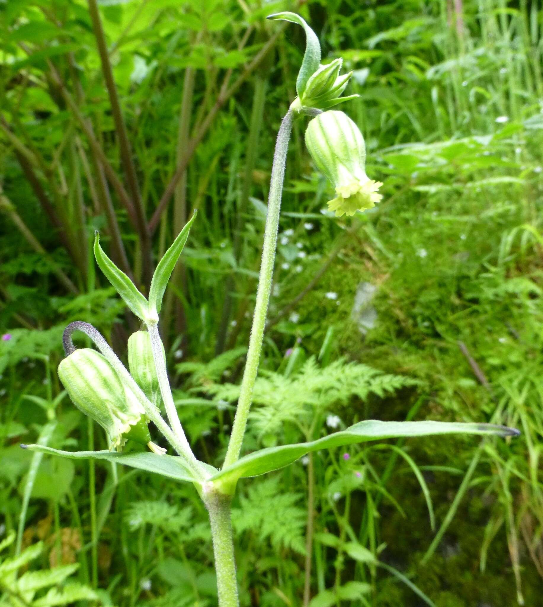 Imagem de Silene pseudoindica