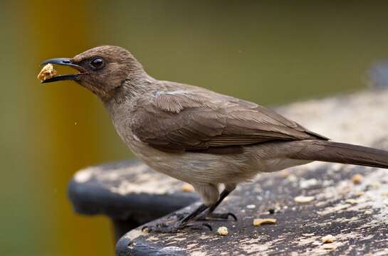 Image of Common Bulbul