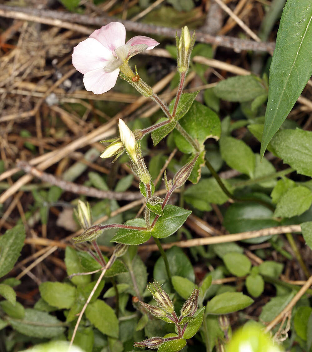 Image of northern phlox