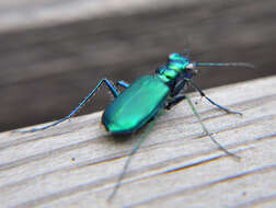 Image of Six Spotted Tiger Beetle