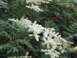 Image of false spiraea