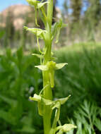 Image of Canyon Bog Orchid