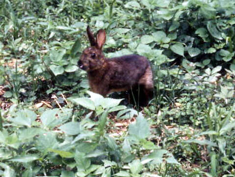 Image of Japanese Hare