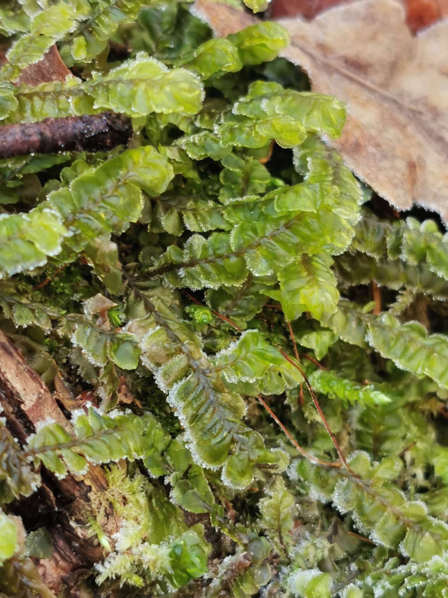 Image of Plagiochila asplenioides (L.) Dumort.