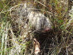 Image of Greater Blind Mole Rat