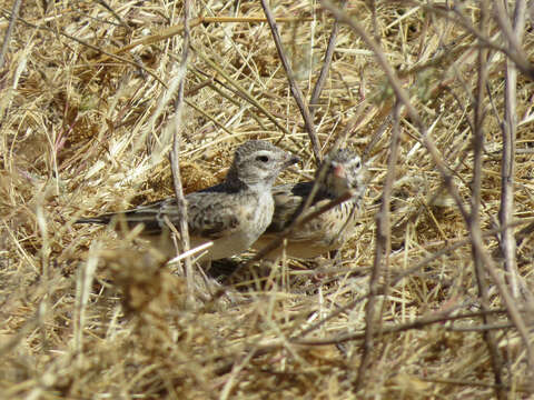 Image of Pink-billed Lark