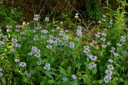 Image of pagoda-plant