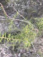 Acacia oxycedrus Sieber ex DC.的圖片