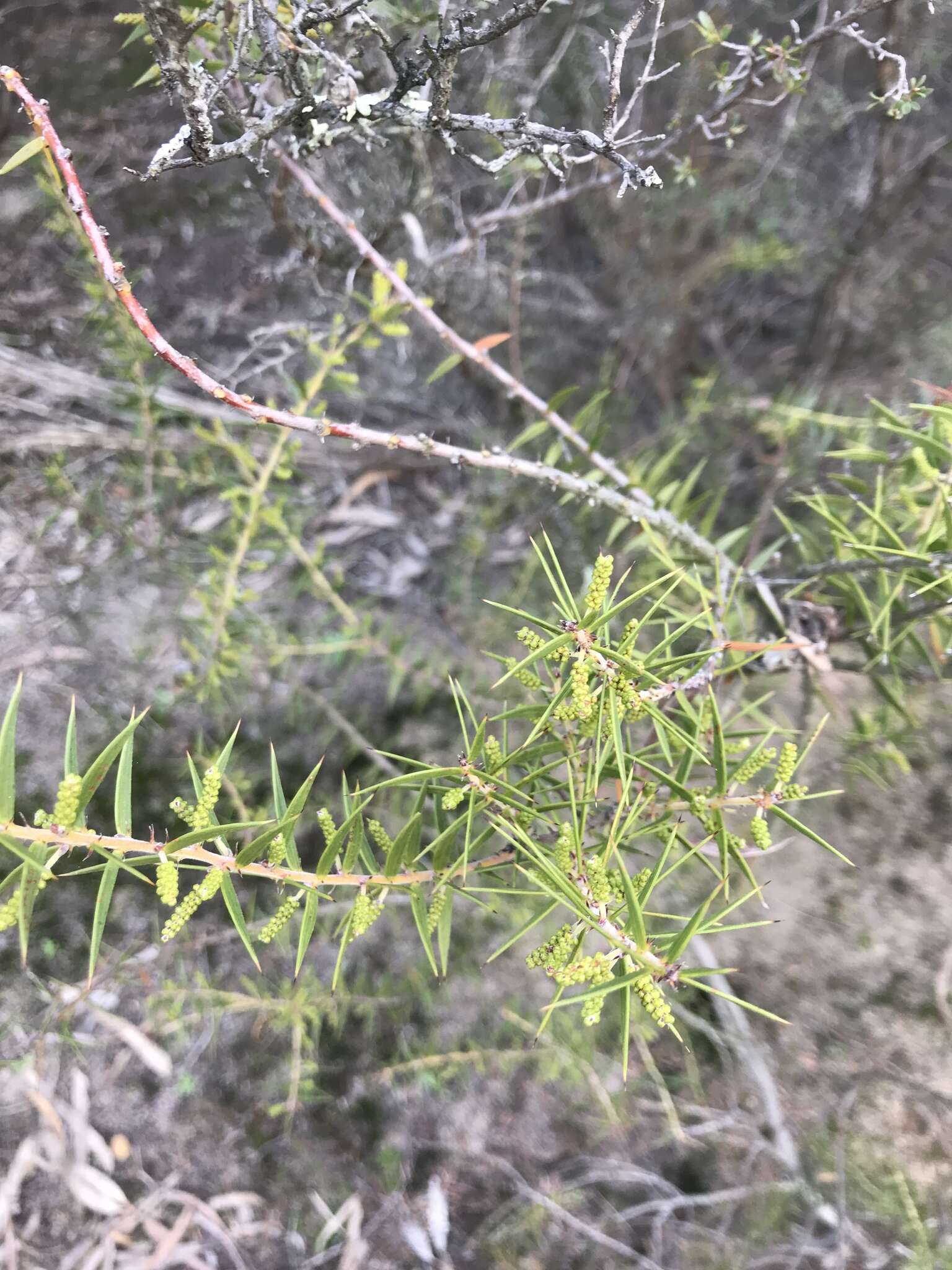 Acacia oxycedrus Sieber ex DC.的圖片