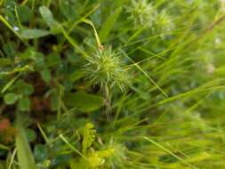 Imagem de Trifolium leucanthum M. Bieb.