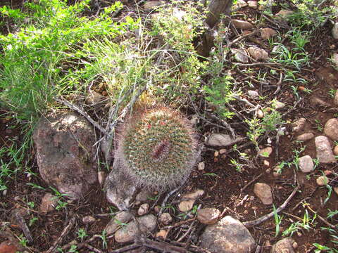 Mammillaria grusonii Runge的圖片