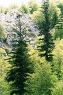 Image of Silver Fir