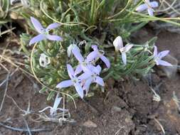 Image of Pygmy Bluet