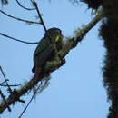 Image of Brown-breasted Parakeet