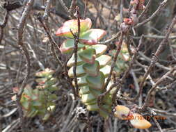 Image of Concertina plant