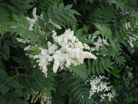 Image of false spiraea