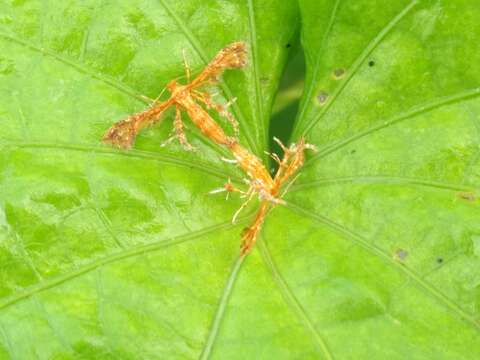 Deuterocopus albipunctatus Fletcher 1910 resmi