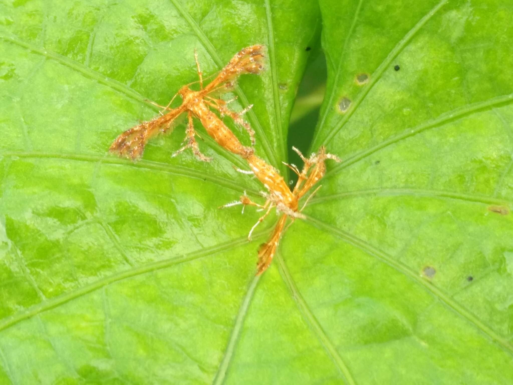 Deuterocopus albipunctatus Fletcher 1910 resmi