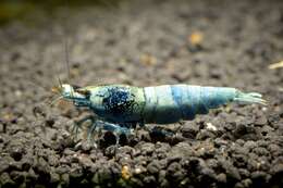 Image of Caridina cantonensis