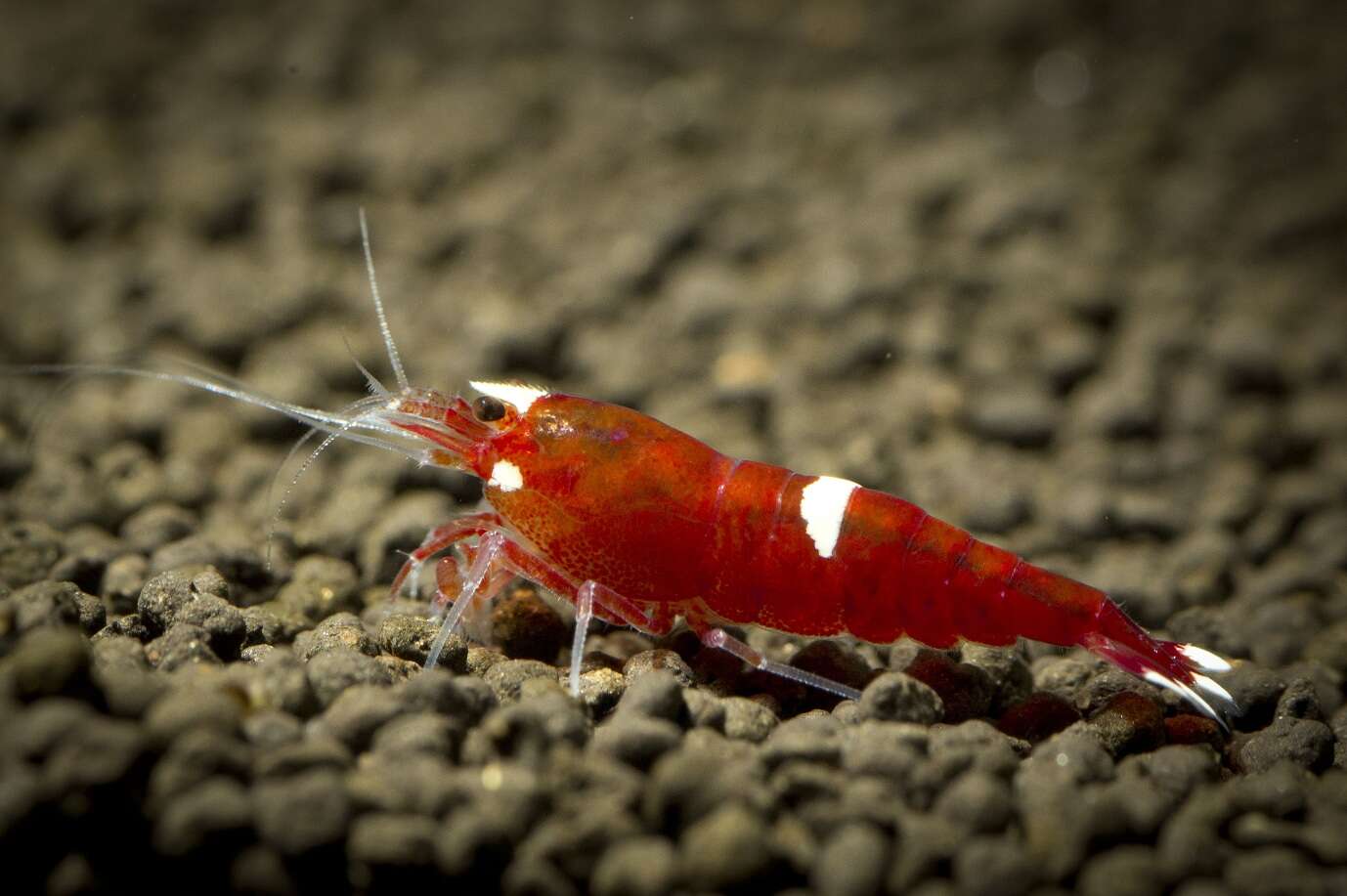 Image of Caridina cantonensis