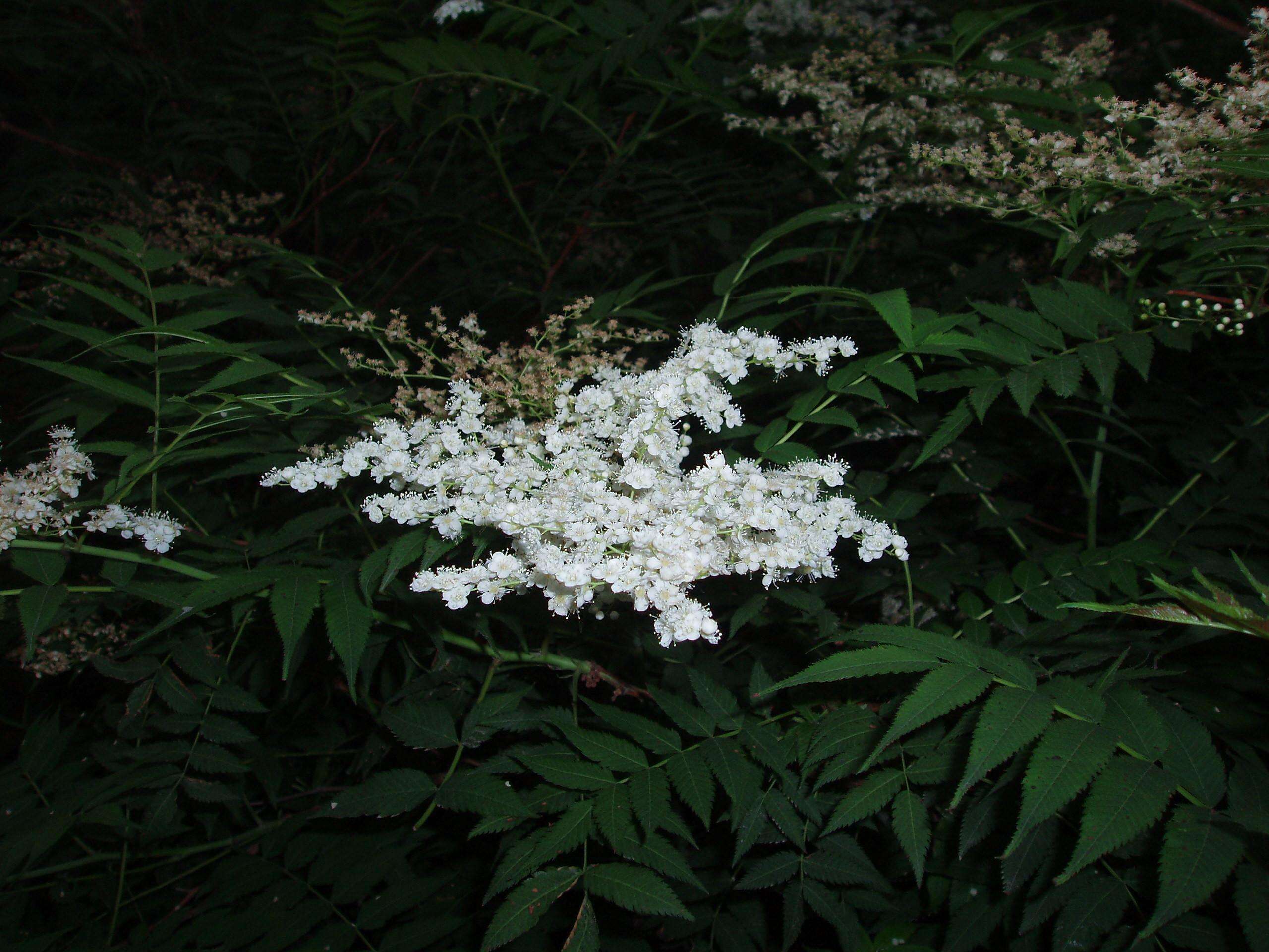 Image of false spiraea