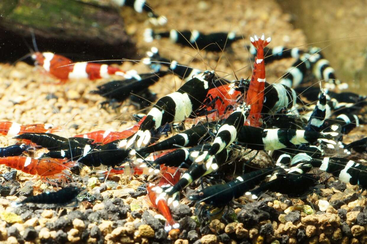 Image of Caridina cantonensis