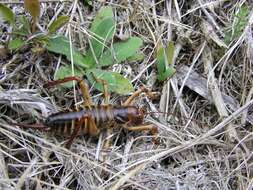 Image of Wellington tree weta