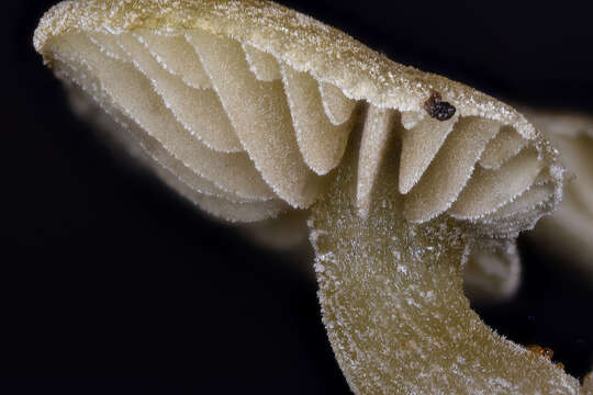 Image of Simocybe haustellaris (Fr.) Watling 1981