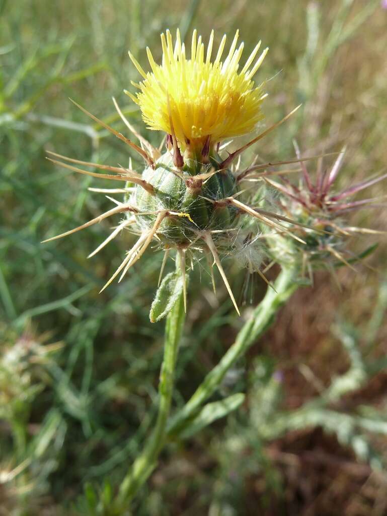 Image of Maltese star-thistle