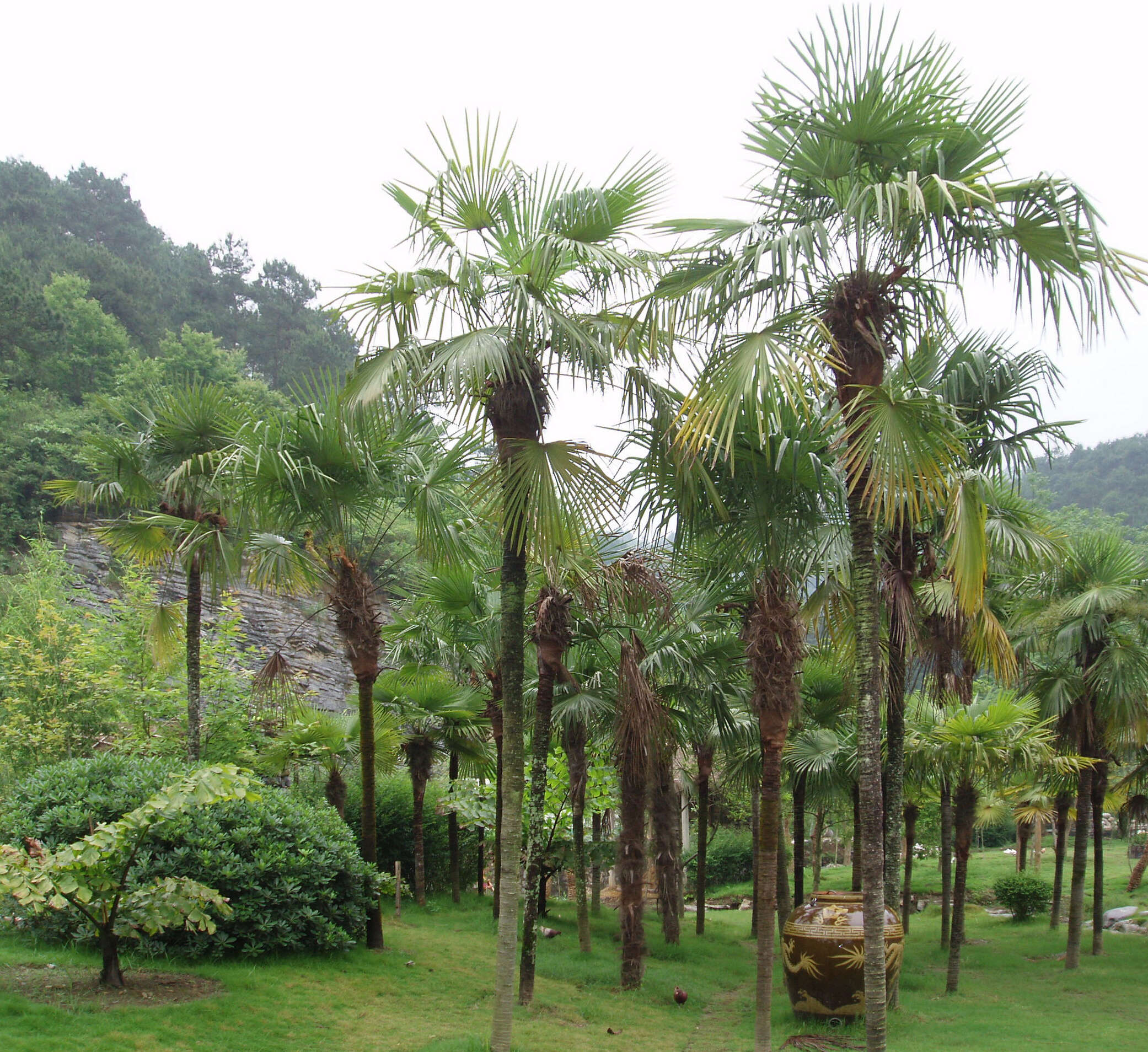 Image of Chinese windmill palm