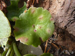 Image of Puccinia umbilici Guépin 1830