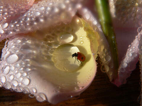 Image of twospotted lady beetle