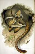 Image of Ring-tailed Rock Wallaby