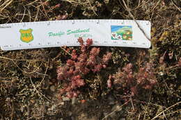 Image of Coast Range stonecrop