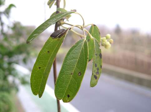 Image de Akebia