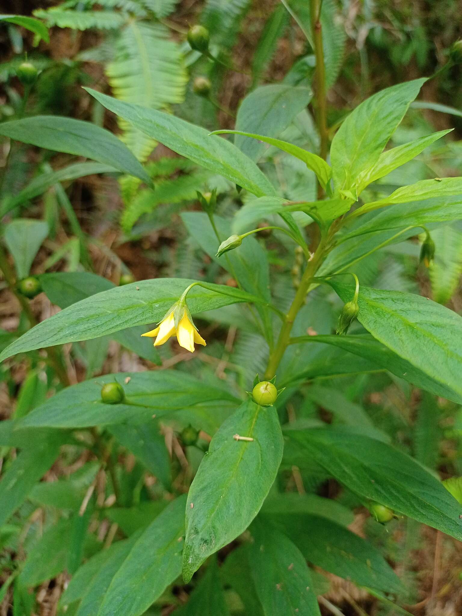 Image of Lysimachia laxa Baudo