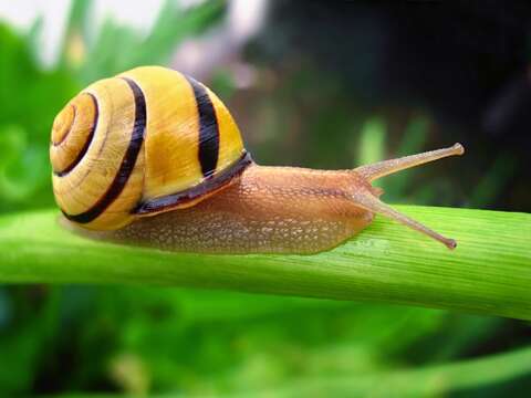 Image of Brown Lipped Snail