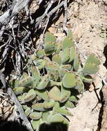 Image of Cotyledon tomentosa subsp. tomentosa