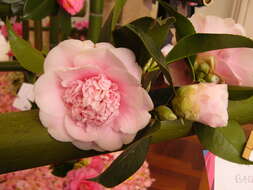 Image of camellia