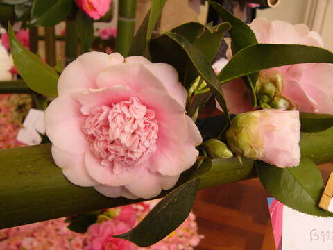 Image of camellia