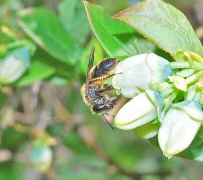 Imagem de Andrena carolina Viereck 1909