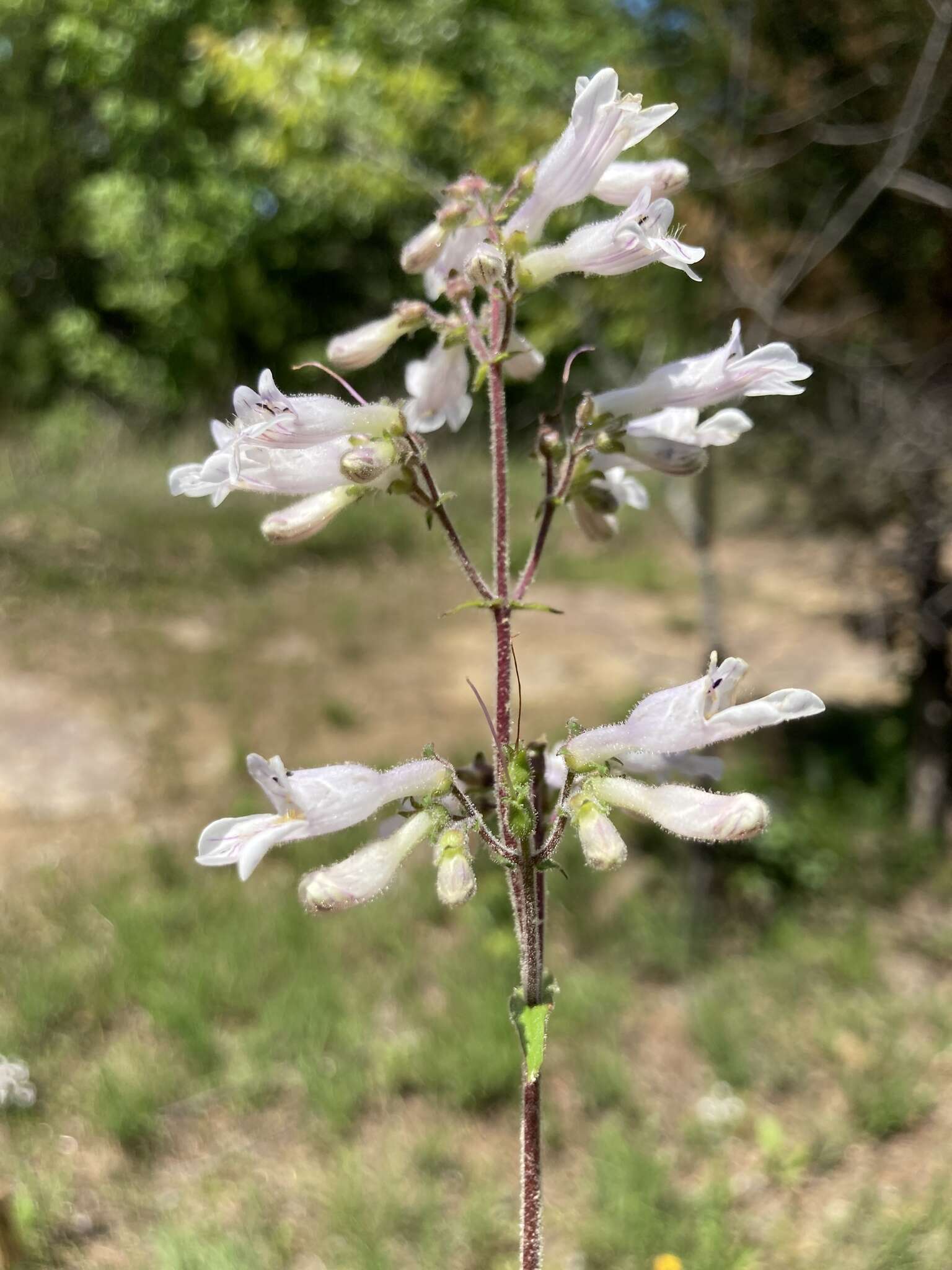 Слика од Penstemon arkansanus Pennell