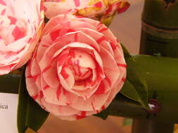 Image of camellia