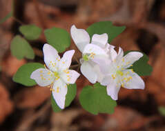 Image of Rue-Anemone